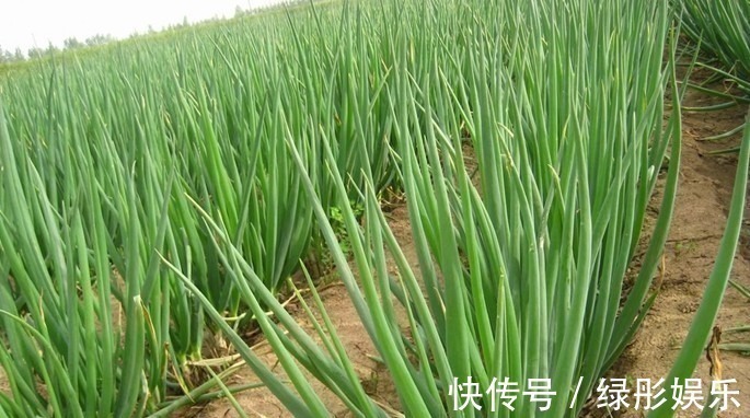 预防感冒|老中医提醒大葱要少吃,最好别吃!赶紧告诉家里人!