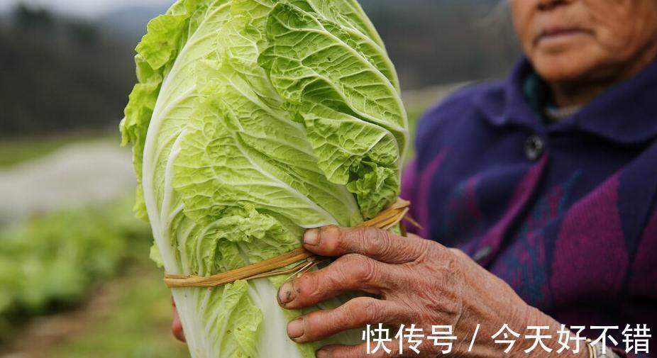 买白菜,不是越大越好!这三种白菜,菜贩子自己都不吃,涨知识了