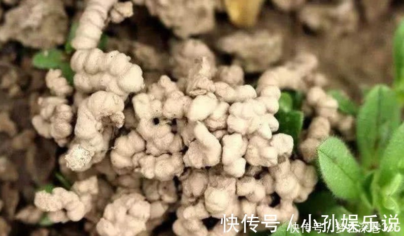 养花“有窍门”,往盆里撒点“它”,花卉长得旺,呼呼疯长!