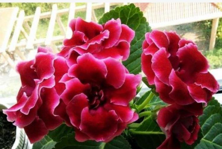 4种花美的出奇,不仅花好看,名字也好听,尤其第2种!