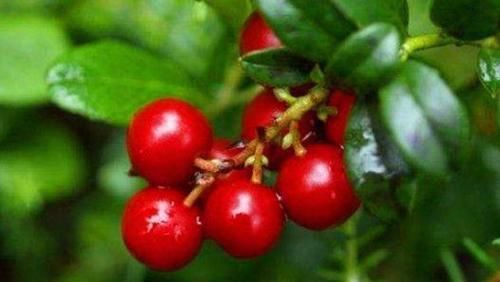 美容|女性过了30岁，推荐常吃三种食物，美容养生，有益健康