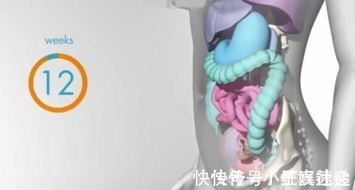 快速增长|怀胎十月，胎儿把妈妈的内脏挤哪去了？十张过程图带你了解