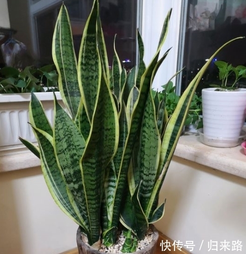 冬天虎皮兰,正在“虚弱期”,注意3个要点,小芽一个接一个