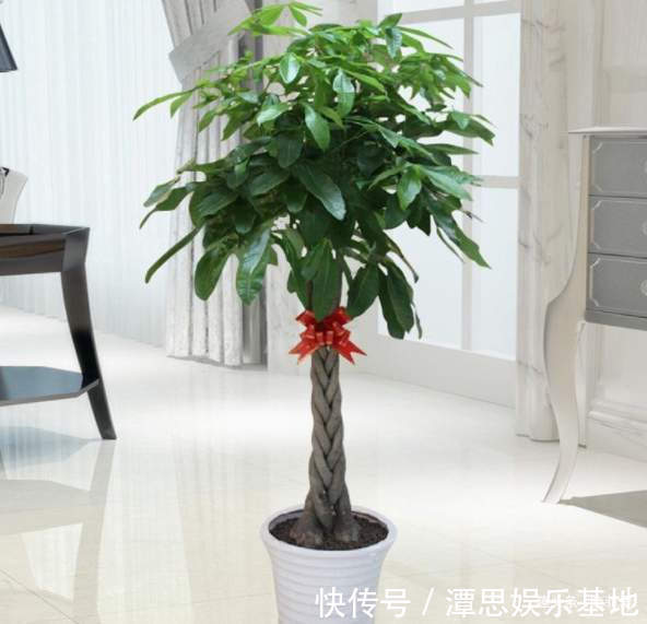 浇水|5种“旺财花”，建议客厅养一盆，净化空气，格调高雅上档次