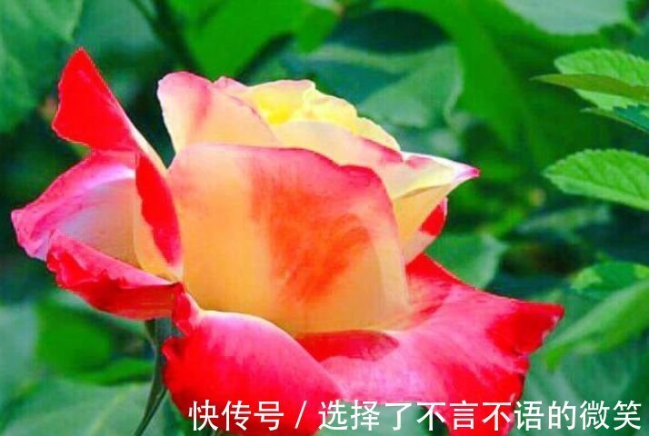 4种花好养又漂亮,花开芳香四溢,养在家中香飘满屋