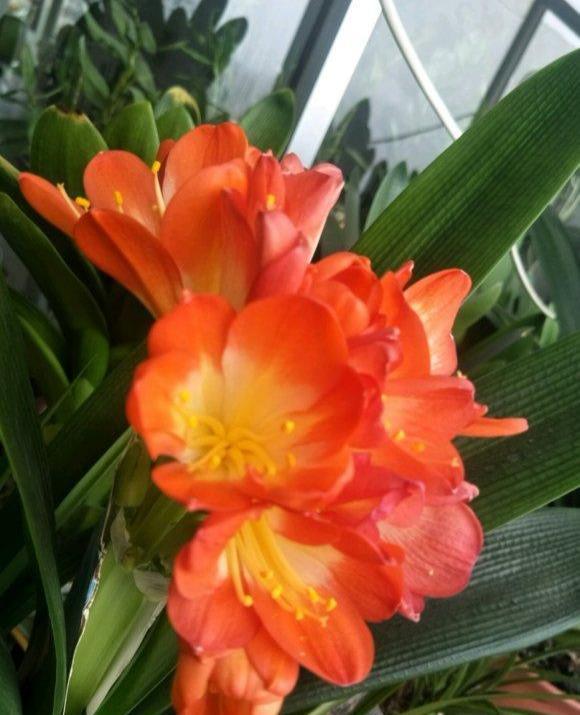 君子兰依赖“2种水”,半月浇一次,叶片四季肥厚,开花多不夹箭