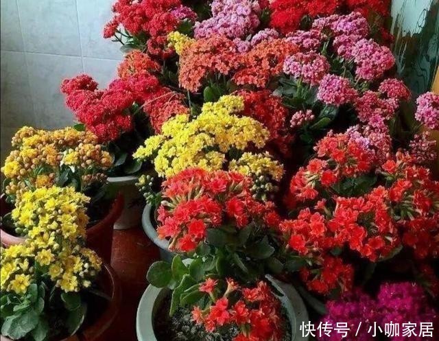 花孕蕾|养长寿花，花盆里放3种“小东西”，花苞长满枝头