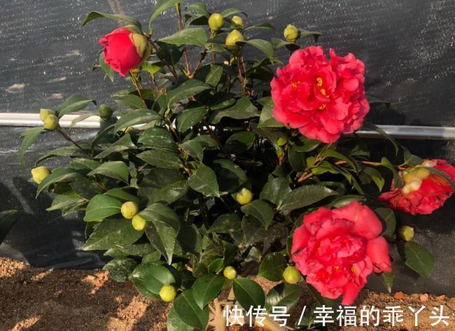 冬季养君子兰、牡丹该注意什么？注意把握细节，它们好看又好活