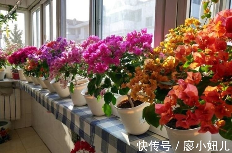 此款花草适合新手养殖，不仅长得漂亮，名字也好听，赏心悦目