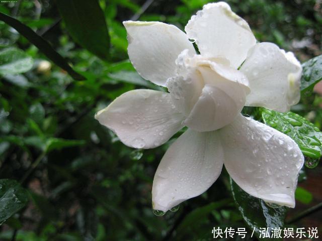 花盆|家里有这3种花，看到这几种“迹象”，别浇水了，先换盆才能养活