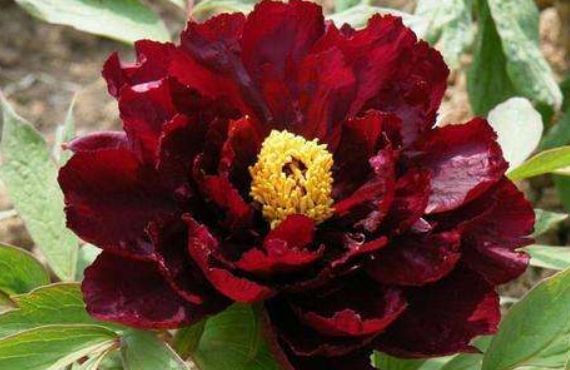 新手养花,不如养盆花中精品“初乌”,亲切妖娆,花姿清雅