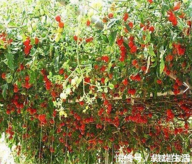 西红柿长成“参大树”,一棵能结果上万个,味美个大吃不完