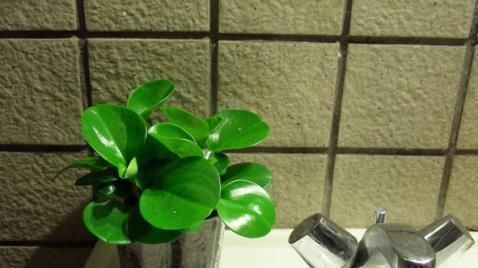 厕所里养花,把潮气毒气都吸走了,身体好皮肤好