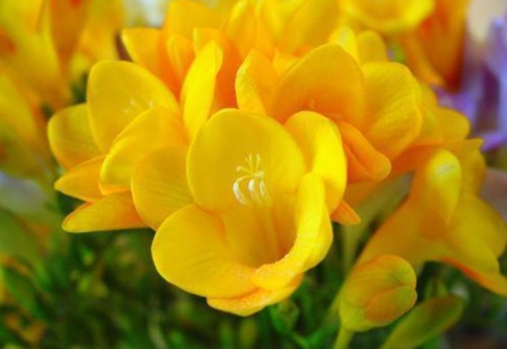 你见过“香鸢尾”花吗漂亮又好养,比兰花美10倍,人人都喜欢!