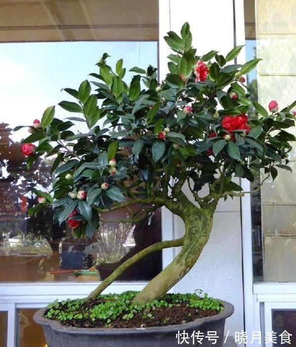 龟背竹|5种“大盆花”适合养客厅,旺家有格调,吉祥好养,易成“老桩”