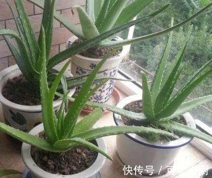 芦荟|农历十一月大雪过后，养什么花？家里养3种花，投之以桃报之以李