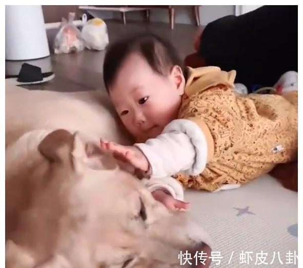 狗狗|江苏一萌娃第一次喊“爸爸”,却是对着狗狗喊,爸爸心里五味杂陈