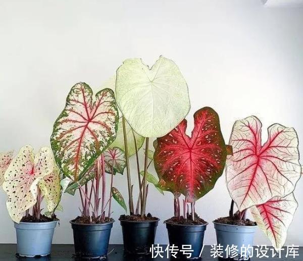 彩叶芋|3种高颜值观叶植物,叶片比花还美,皮实好养上档次