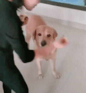 |搞笑GIF趣图:趁房间里没人,带闺蜜彻底的放飞自我