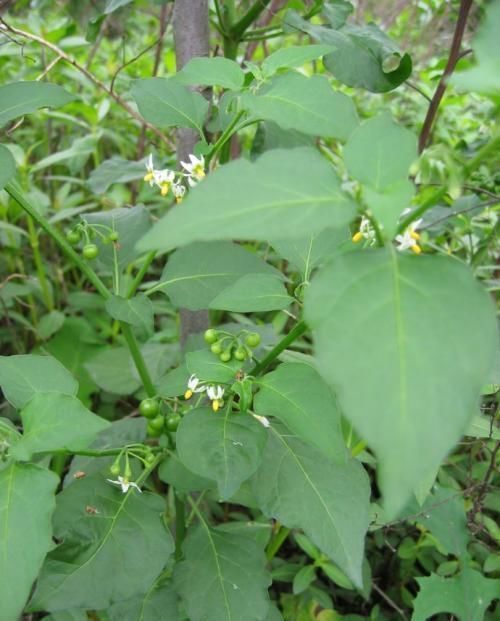 苦葵|田间一种不起眼的植物，原来还有这么多功效？