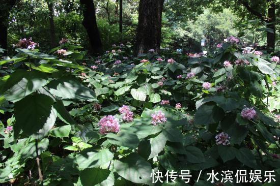 名字有点怪,看起来又很美,这种叫“臭牡丹”的花,你有见过吗