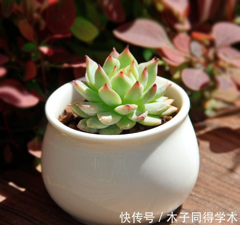 想让多肉健康又漂亮,8招养成秘籍你千万要注意