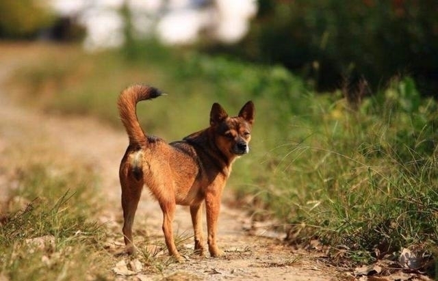 老祖宗|老祖宗智慧男怕孤、女怕寡,狼怕托狗怕摸,古人这么说有何用意