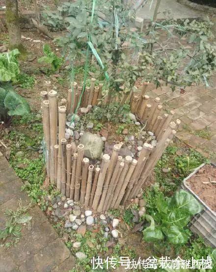 买的花盆又贵又难看?花花教你自制花盆,省钱又漂亮!