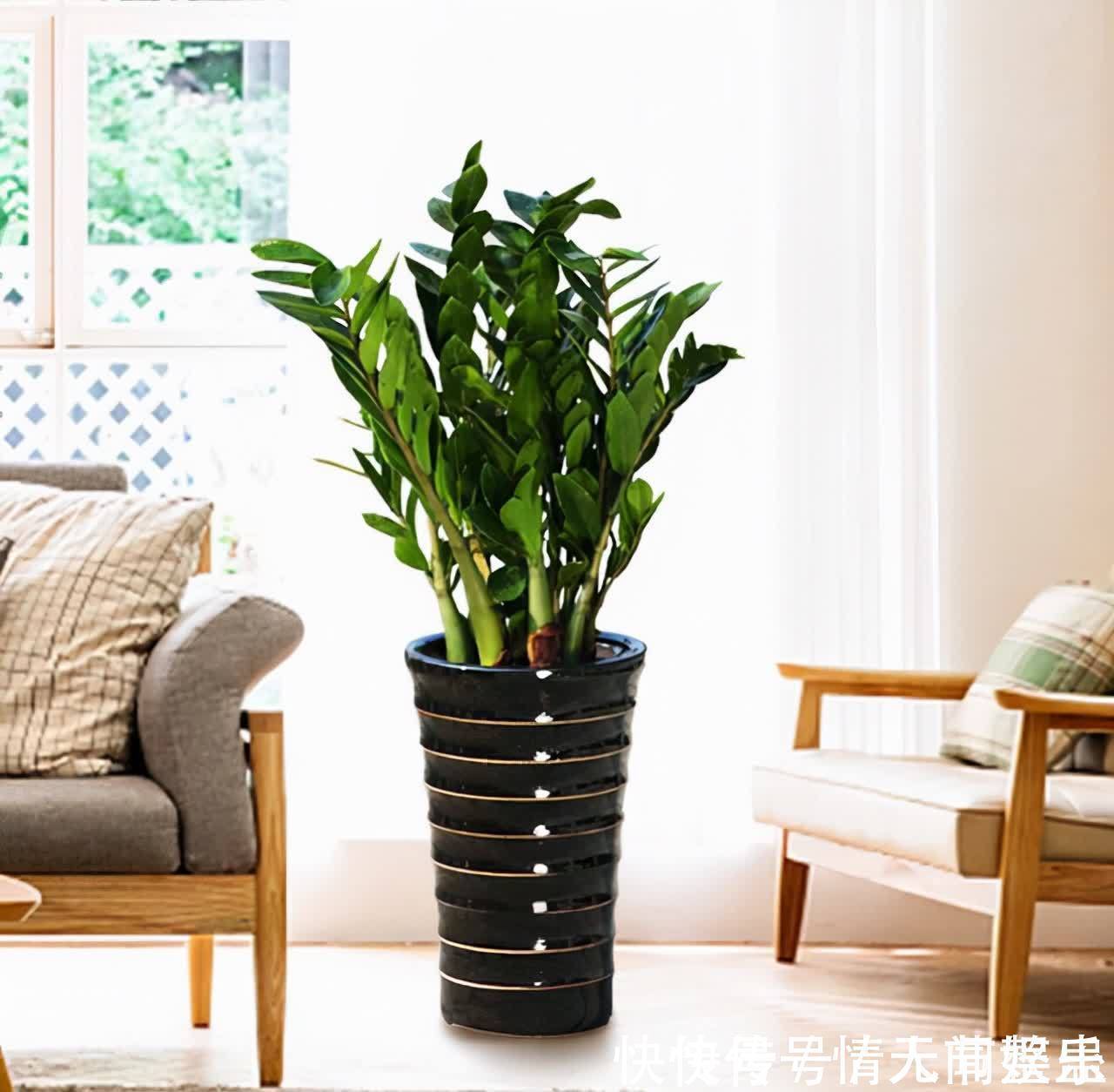 吉祥|12种花,建议养一盆,不仅吸收废气,还有“旺财添福”的美好寓意