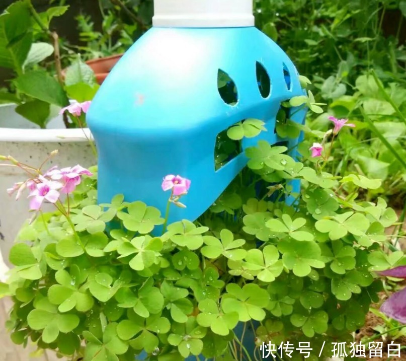 多菌灵水|刚买的花盆、旧盆不能直接拿来养花,这么处理后,盆栽植物无忧