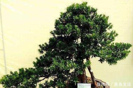 罗汉松不葱翠没状态,原因在这里,你做对了吗!