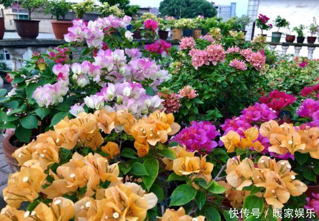 扦插三角梅不生根别“手贱”,有“耐心”,扦插一棵活一棵