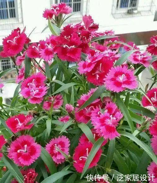 庭院|易泛滥的三种花,看起来却很“可爱”,想养考虑好,别上当