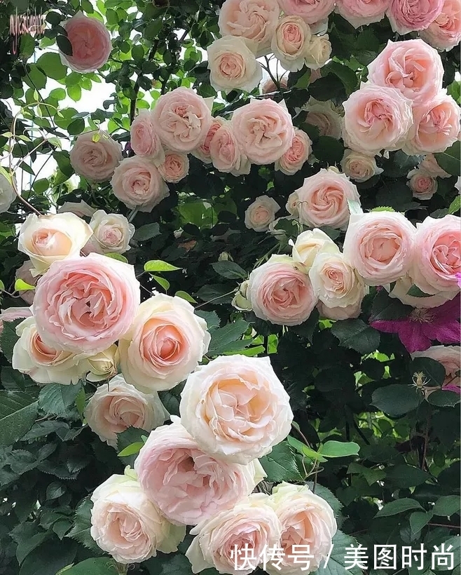 改造带来大惊喜,见证一个50㎡花园的蜕变,从一片荒凉到清新浪漫