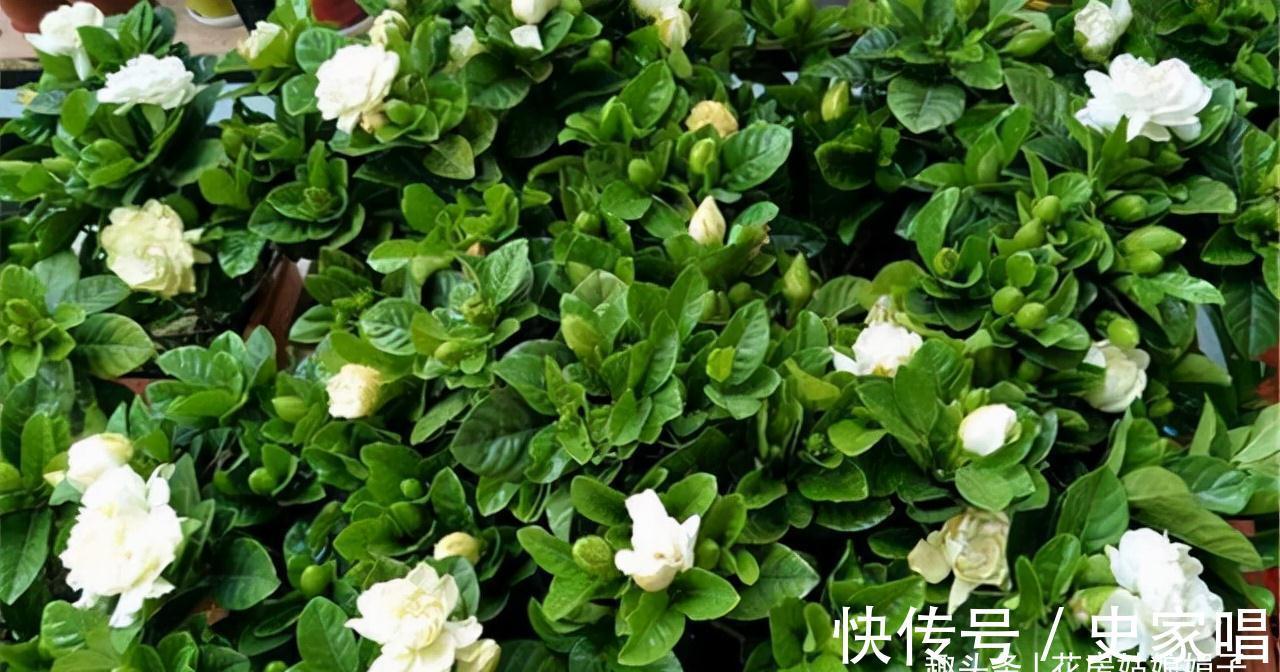 盆栽栀子花价格差别大,它们区别也大,新手养栀子花该如何选择?