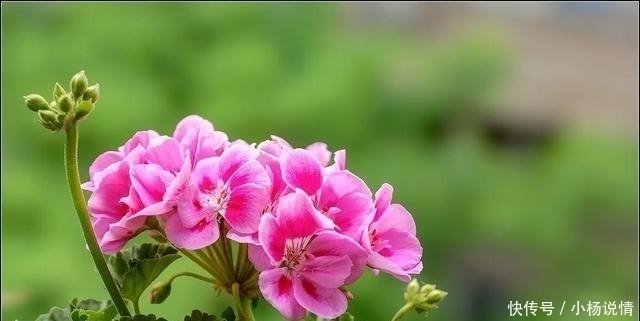 家里养了3种花,一年四季轮着开花,简单好养花量又大