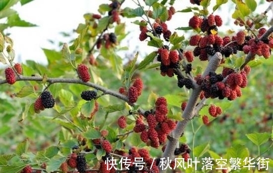 桑树苗|桑树不仅果子能吃,叶子能养蚕,它还有这些有意思的传说