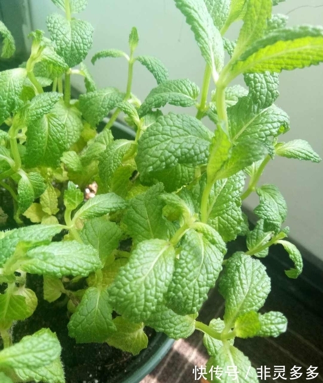 被低估的“三种花”,叶片自带香气,家里摆一盆,家人更健康