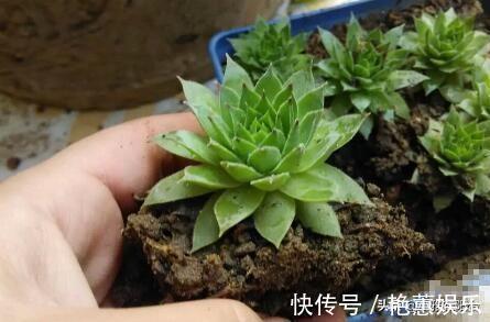 养观音莲，4个小技巧，侧芽不断冒，长出一大圈，一棵变多棵！