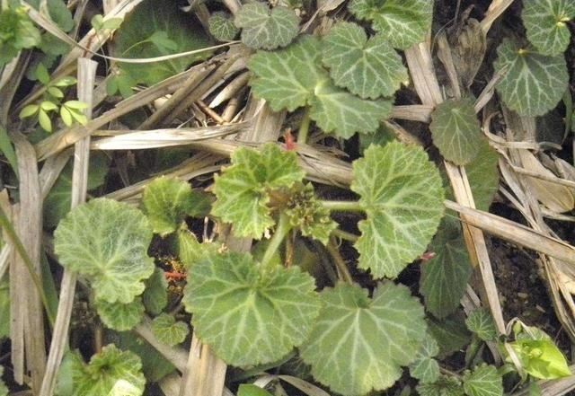 霸气|有种小野草能开花,盆植无光也能活,可爱却很霸气