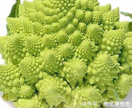 罗马花椰菜 长相似一座座宝塔 脆爽甘甜 营养也丰富 快资讯 罗马花椰菜 长相似一座座宝塔 脆爽甘甜 营养也丰富 快资讯