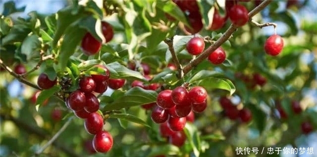 遍插茱萸,唐朝的重阳节为什么有插戴茱萸的仪式,有多重要?