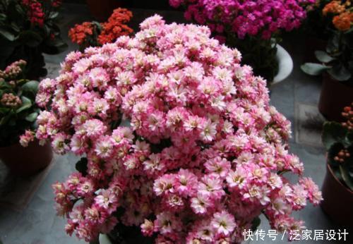 颜值|3种漂亮花,颜值高又勤花,好养护花朵美,适合新手!