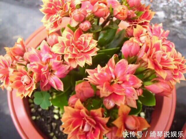 让长寿花、天竺葵花朵开爆盆记住1个“时间表”,跟着学就行了