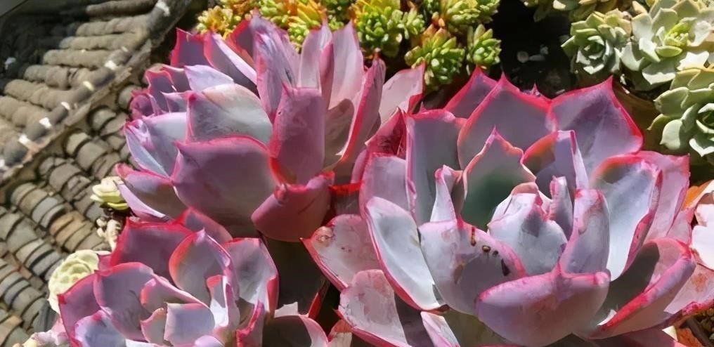 阳台养不好多肉,多半是浇水不当,教你正确浇水,个个长成胖娃娃