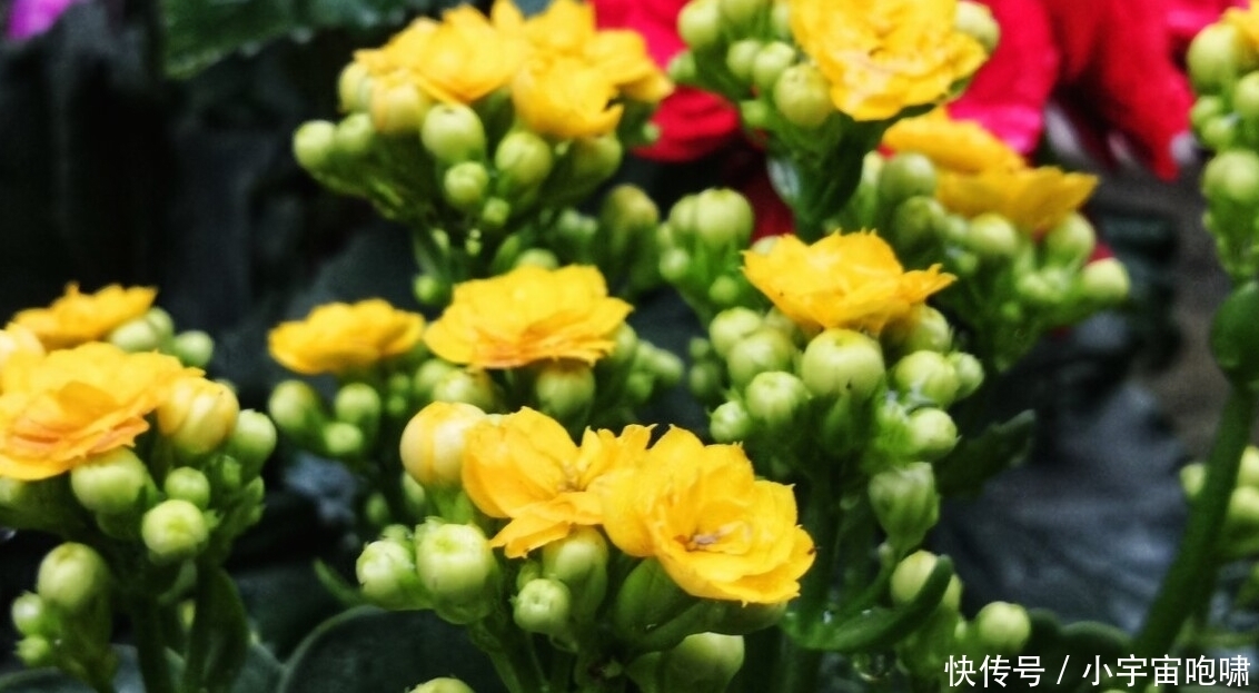 冬天最容易养的六种花,现在正开花,花大又艳,邻居串门直夸好看