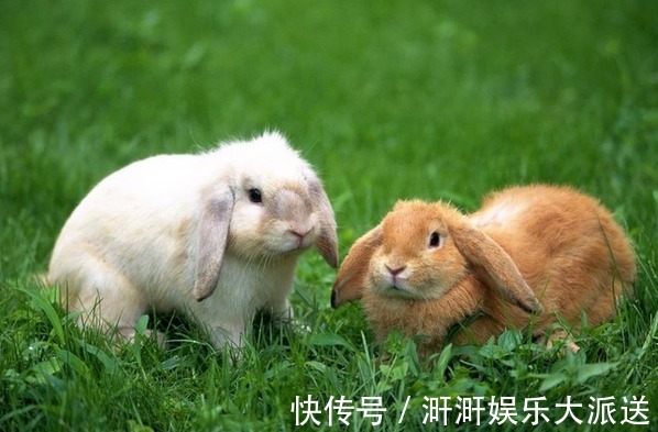 属兔|10兔9苦以下4个年份出生的属兔人生来“皇帝命”，看看你家有吗