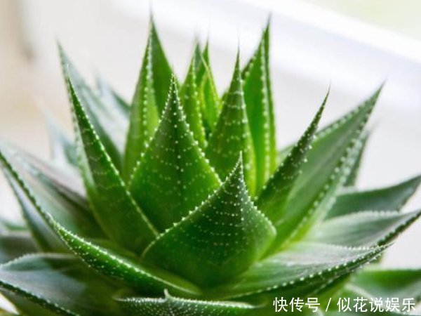 不要再养绿萝了,客厅养上3种“树”,旺宅招财还养人,寓意还好