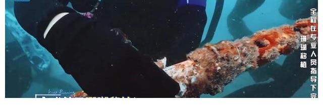 刮目相看|《奔跑吧5》迎来最美场景，嘉宾入海底种珊瑚，杨颖让人刮目相看