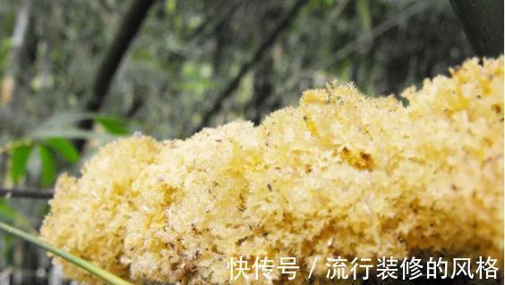 竹燕窝|俗称“竹燕窝”,竹子被虫咬后开花,很是罕见,日出前采摘最好